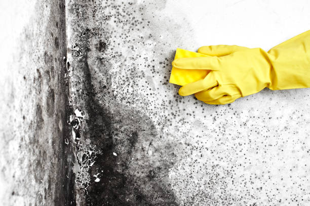 Best White Mold Remediation in Stockton University, NJ