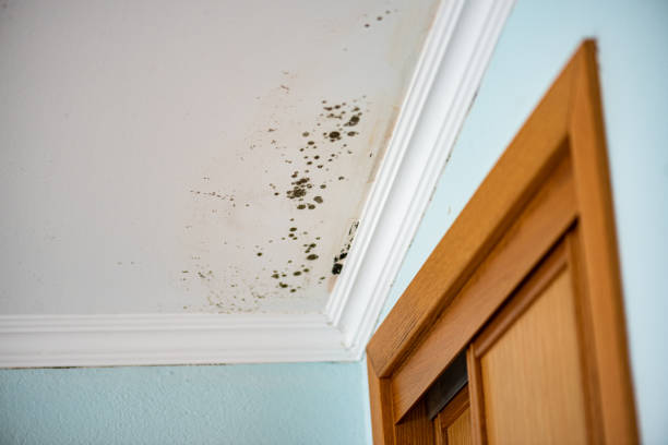  Stockton University, NJ Mold Removal Pros