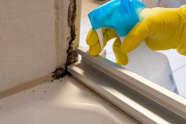 Best Preventive Mold Services in Stockton University, NJ