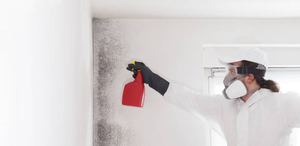 Professional Mold Remediation in Stockton University, NJ