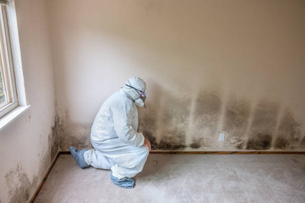 Best Mold Remediation for Specific Building Types in Stockton University, NJ