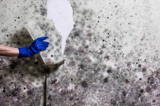 Best Commercial Mold Remediation in Stockton University, NJ