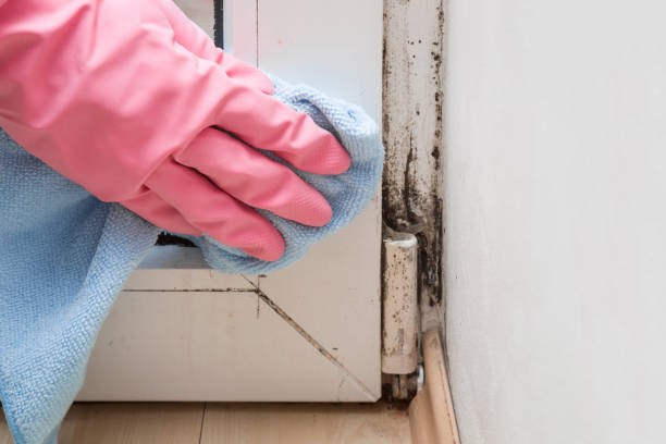 Best Insurance-Related Mold Remediation in Stockton University, NJ